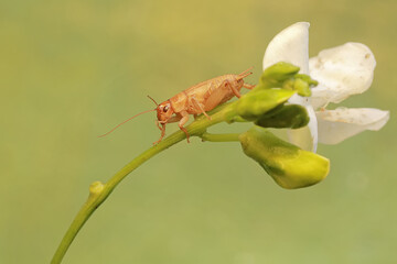 A young field cricket is eating a  winged bean flower (Psophocarpus tetragonolobus). This insect has the scientific name Gryllus campestris.