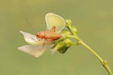 A young field cricket is eating a  winged bean flower (Psophocarpus tetragonolobus). This insect has the scientific name Gryllus campestris.