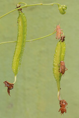A number of young field crickets are eating winged bean flowers (Psophocarpus tetragonolobus). This insect has the scientific name Gryllus campestris.