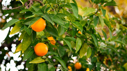 oranges on tree