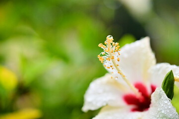 Obraz premium A close-up of a hibiscus flower after the rain, its petals adorned with water droplets, showcasing the vibrant colors and delicate texture of this tropical plant.