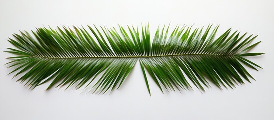 Coconut palm leaf in lush green centered on a white background, highlighting its elegant form and natural beauty for versatile design use.
