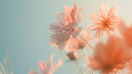 Fototapeta premium Soft Pink Flowers Gently Swaying Under Bright Sky, Capturing the Essence of Springtime Serenity and Nature's Delicate Beauty, Perfectly Composed in a Pastel Palette