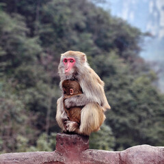 Mother and Baby Monkey, Zhangjiajie, China