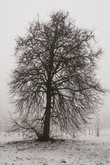A lonely tree in the fog