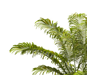 Tropical palm leaves isolated on transparent background. Palm Tree Branch PNG background. Areca...