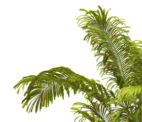 Tropical palm leaves isolated on transparent background. Palm Tree Branch PNG background. Areca palms leaves. palm leaf PNG, green leaf, tropical leaves. cutout isolate palm foliage PNG. clipping path