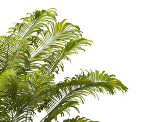 Tropical palm leaves isolated on transparent background. Palm Tree Branch PNG background. Areca palms leaves. palm leaf PNG, green leaf, tropical leaves. cutout isolate palm foliage PNG. clipping path