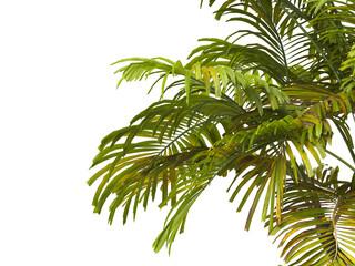 Tropical palm leaves isolated on transparent background. Palm Tree Branch PNG background. Areca palms leaves. palm leaf PNG, green leaf, tropical leaves. cutout isolate palm foliage PNG. clipping path