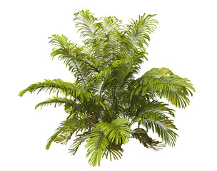 Single palm Tree PNG isolated on transparent background. big old palm plant with large green leaves. Areca Palm. Arenga engleri Plant. Chamaedorea. bamboo palm. PNG bush or shrub outdoor plant.