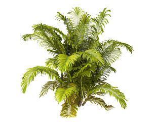 Single palm Tree PNG isolated on transparent background. big old palm plant with large green leaves. Areca Palm. Arenga engleri Plant. Chamaedorea. bamboo palm. PNG bush or shrub outdoor plant.