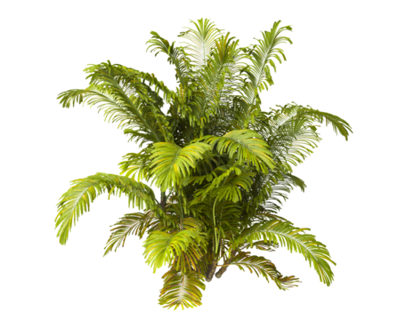 Single palm Tree PNG isolated on transparent background. big old palm plant with large green leaves. Areca Palm. Arenga engleri Plant. Chamaedorea. bamboo palm. PNG bush or shrub outdoor plant.