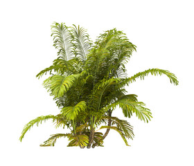 Single palm Tree PNG isolated on transparent background. big old palm plant with large green leaves. Areca Palm. Arenga engleri Plant. Chamaedorea. bamboo palm. PNG bush or shrub outdoor plant.