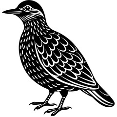Minimalist Oilbird on White Background