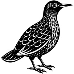 Minimalist Oilbird on White Background