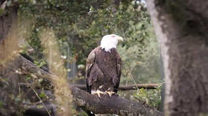 Bald Eagle at zoo