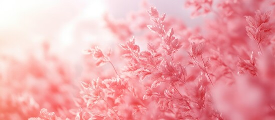 Tranquil close-up of soft pink foliage on a blurred pink background with gentle light, ideal for summer-themed wallpapers and designs.