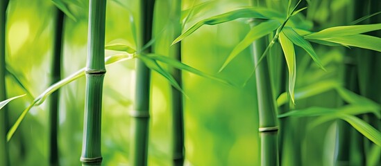 Lush green bamboo stalks create a serene backdrop, symbolizing sustainable energy solutions with vibrant light filtering through foliage.