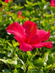 Fototapeta premium Red flower showing Stamen