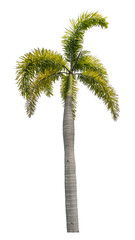 Obraz premium Single palm tree isolated on transparent background with clipping path and alpha channel.