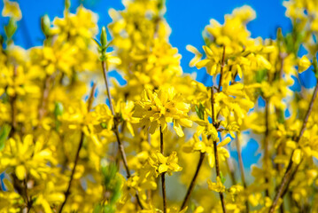 Spring natural background of the branches of the blooming Forsythia
