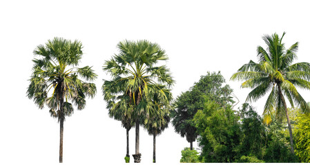 Fototapeta premium A group of sugar palm tree on transparent background, High resolution tropical trees