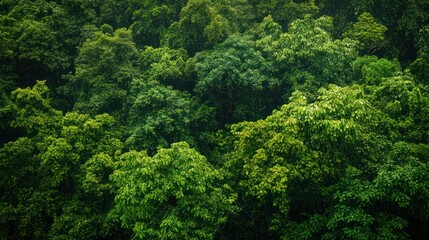 Observing the delicate balance of the rainforest ecosystem, home to colorful macaws.
