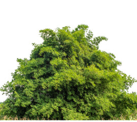 canopy tree on transparent background with clipping path and alpha channel.