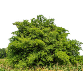 canopy tree on transparent background with clipping path and alpha channel.