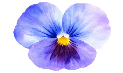 Close-up blue pansy flower, isolated, studio shot, design element