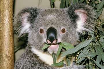 Fototapeta premium A cuddly koala nestled in the fork of a eucalyptus tree, chewing on leaves with a content expression.