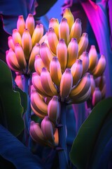 Vibrant banana bunches on plant, neon-lit.
