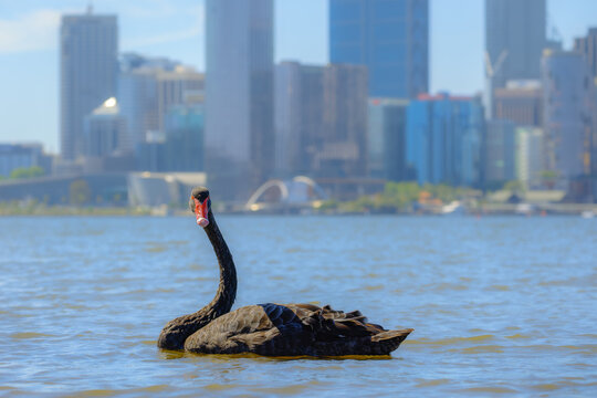 Perth city view with a black swans on the swan river, Perth, Western Australia 