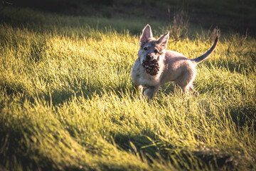 Little wolf dogs enjoying themselves in the countryside