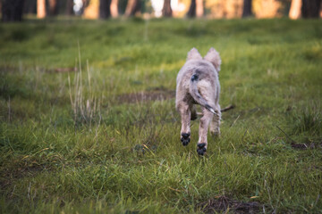Little wolf dogs enjoying themselves in the countryside