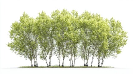 Group of Lush Green Trees Isolated on a White Background