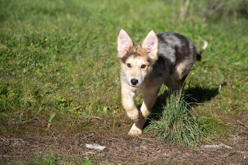 Little wolf dogs enjoying themselves in the countryside