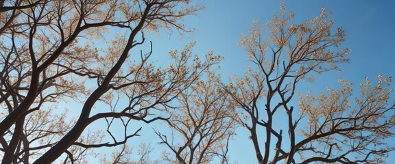 Obraz premium Blurred tree branches against a clear blue sky, branch pattern, tree silhouette, clear blue sky