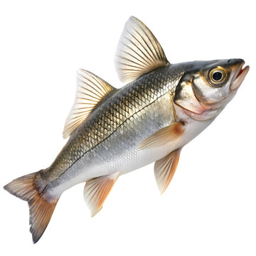 High Resolution Snook Fish Image Detailed Realistic Aquatic Wildlife Sea Art Food Ocean Water Stock 