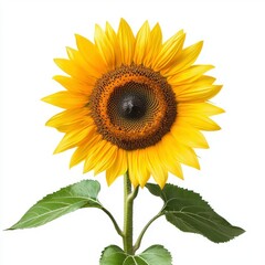 Obraz premium A vibrant sunflower with bright yellow petals and a dark center, standing tall against a white background.