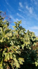 Bright Morning Dew on Green Conifer Branches