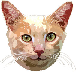 Cute ginger kitty. Domestic animal cat. Vector illustration.