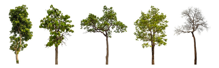 Obraz premium Collection high qaulity tree has been cut from the original background and replaced with a transparent background for easy selection.