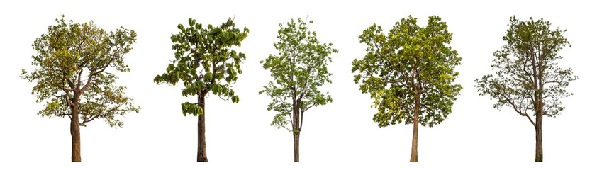 Collection high qaulity tree has been cut from the original background and replaced with a transparent background for easy selection.