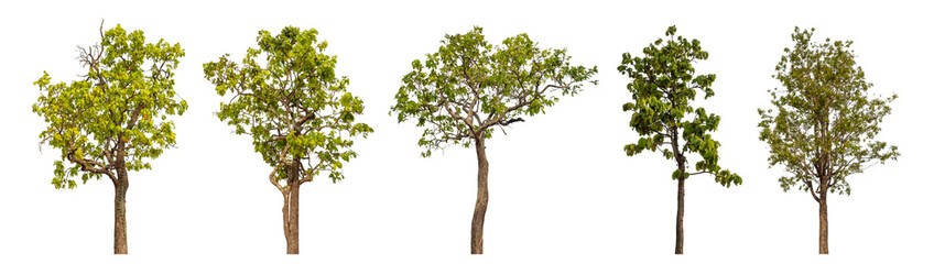 Fototapeta premium Collection high qaulity tree has been cut from the original background and replaced with a transparent background for easy selection.