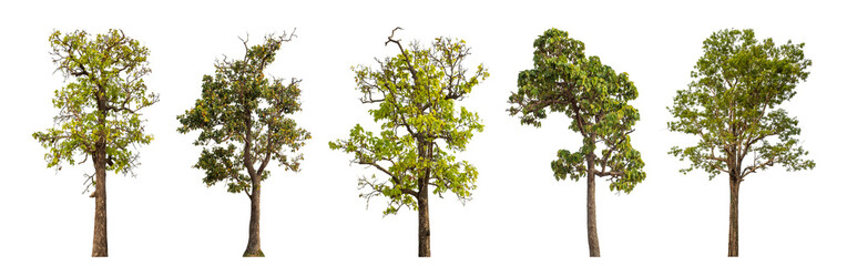 Collection high qaulity tree has been cut from the original background and replaced with a transparent background for easy selection.