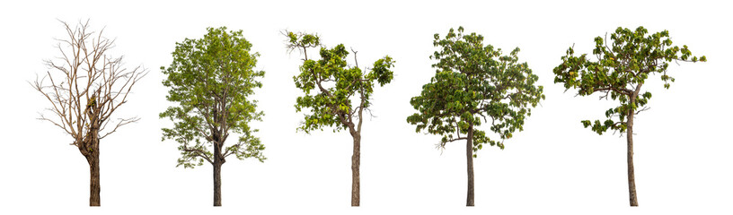 Obraz premium Collection high qaulity tree has been cut from the original background and replaced with a transparent background for easy selection.