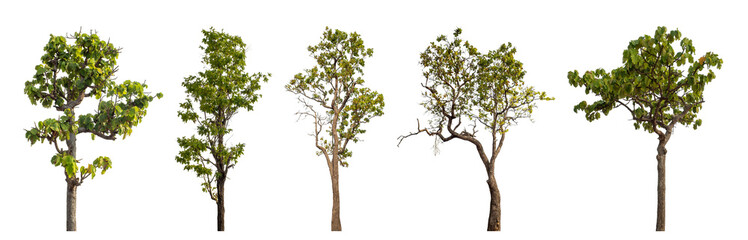 Collection high qaulity tree has been cut from the original background and replaced with a transparent background for easy selection.