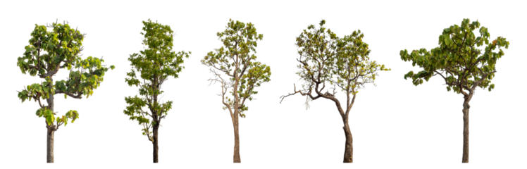 Collection high qaulity tree has been cut from the original background and replaced with a transparent background for easy selection.