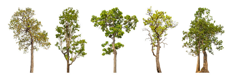 Collection high qaulity tree has been cut from the original background and replaced with a transparent background for easy selection.